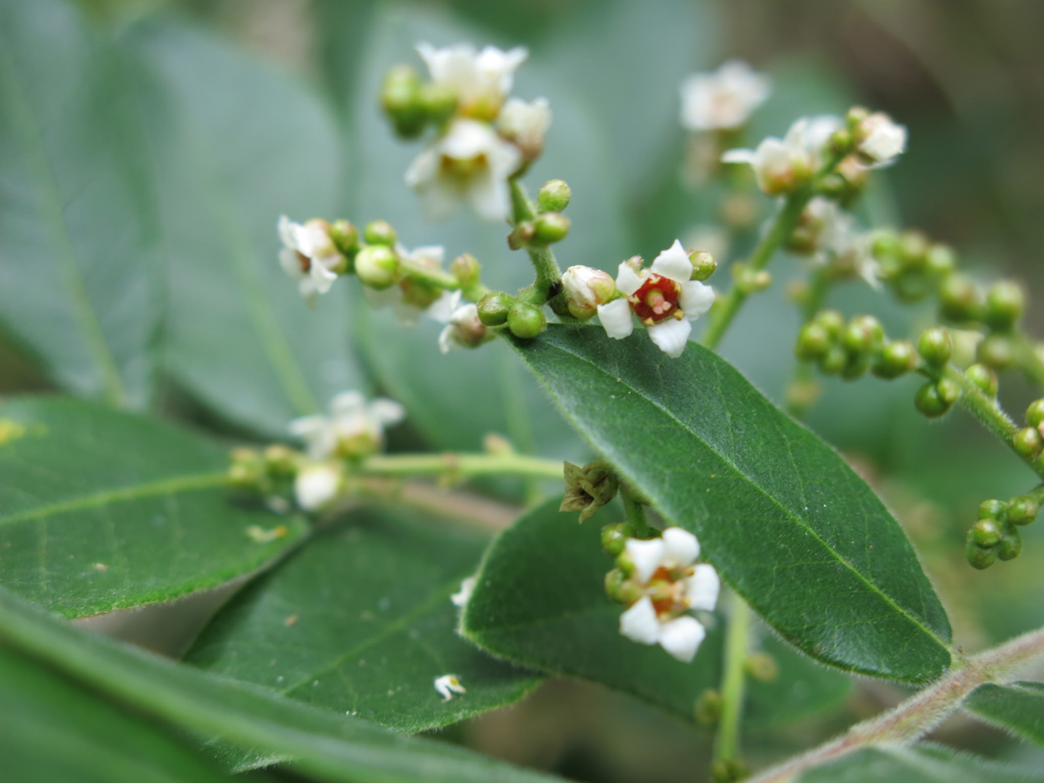 Rhus pachyrrhachis